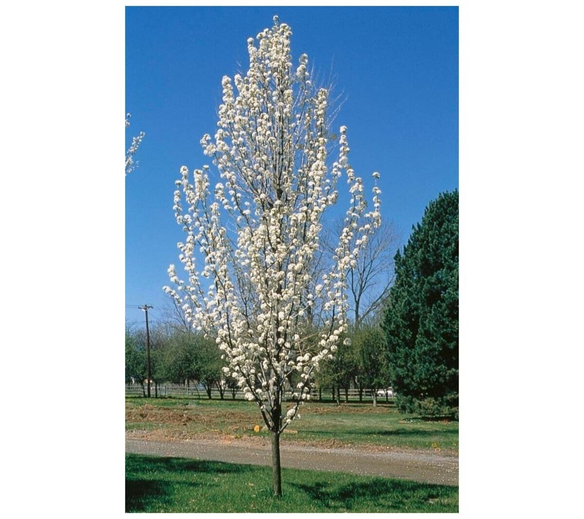 PYRUS ORNAMENTAL PEAR CAPITAL [Sz:20LT]