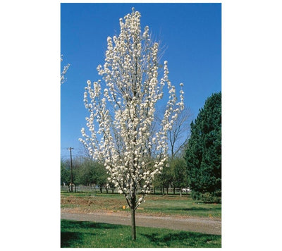 PYRUS ORNAMENTAL PEAR CAPITAL [Sz:20LT]