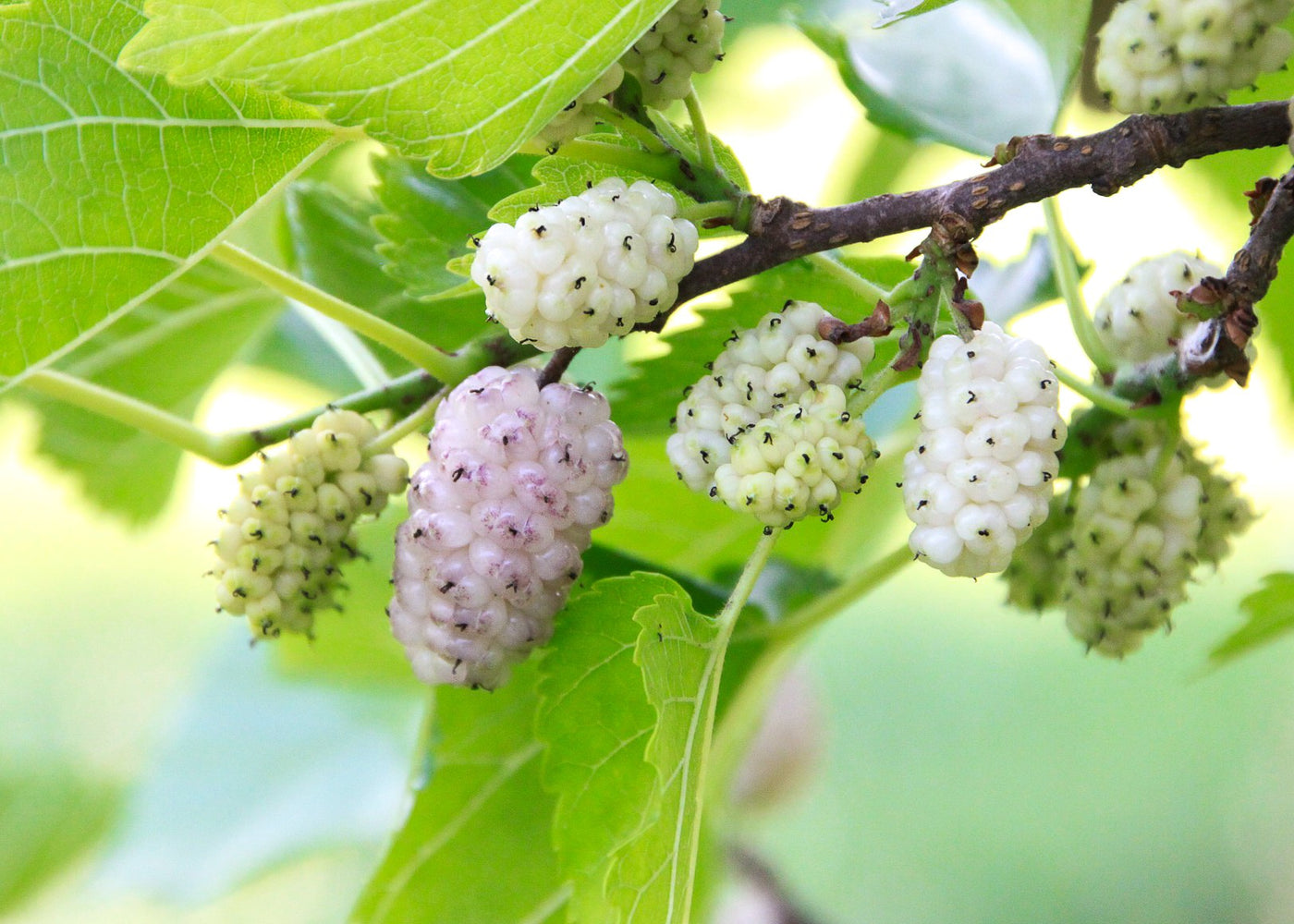 MORUS ALBA - WEEPING MULBERRY - WHITE