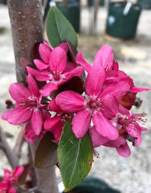MALUS ELEYI - FLOWERING CRAB APPLE 