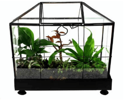 GEOMETRIC WARDIAN CASE [Sz:Large]