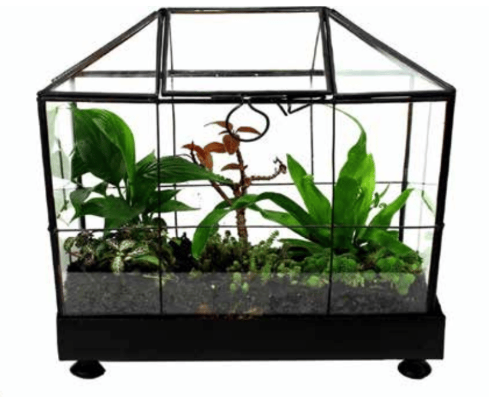 GEOMETRIC WARDIAN CASE [Sz:Large]