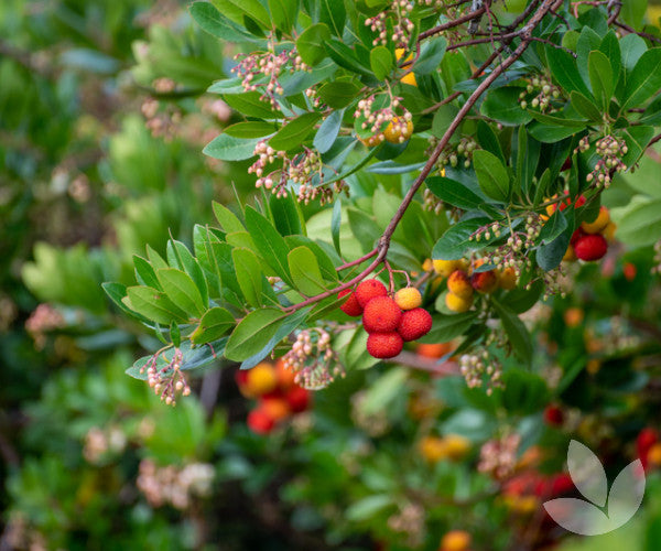 ARBUTUS IRISH STRAWBERRY 200MM