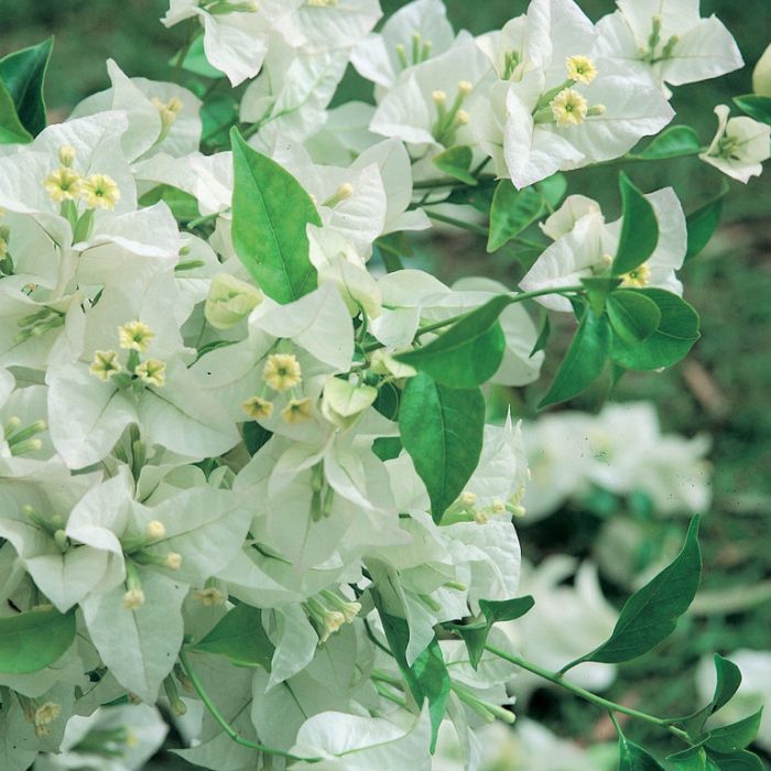 BOUGAINVILLEA WHITE CASCADE [Sz:175MM]