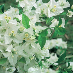 BOUGAINVILLEA WHITE CASCADE [Sz:175MM]