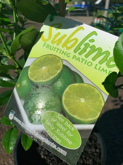 SUBLIME - FRUITING PATIO LIME 