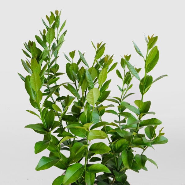 SUBLIME - FRUITING PATIO LIME 