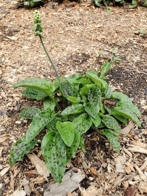 Leopard Lily | Ledebouria socialis 'Silver Squill'
