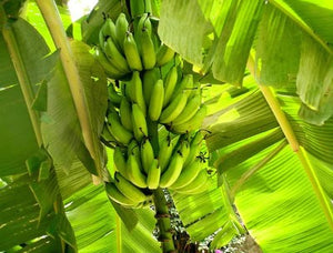 BANANA WILLIAM CAVENDISH [Sz:5LT]