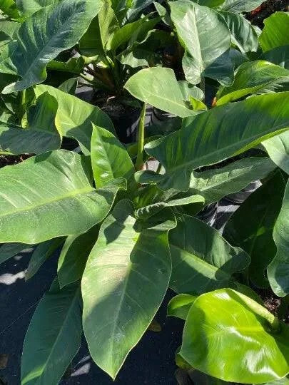 PHILODENDRON IMPERIAL GREEN [Sz:130MM]