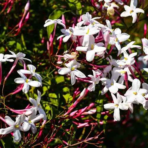 JASMINE POLYANTHUM [Sz:175MM]