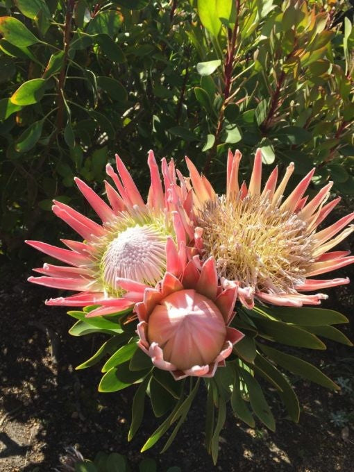 PROTEA KING PINK 140MM