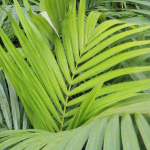 ALEXANDER PALM [Sz:180MM]