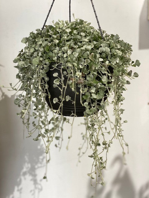 DICHONDRA SILVER FALLS HB [Sz:270MM]