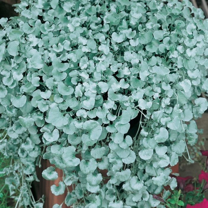 DICHONDRA SILVER FALLS HB [Sz:270MM]