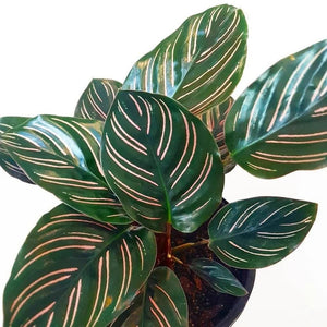 CALATHEA BEAUTY STAR [Sz:130MM]