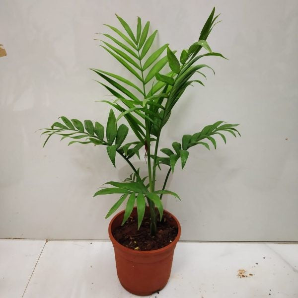 Chamaedorea seifrizii (Bamboo Palm)