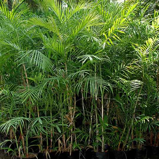 Chamaedorea Seifritzii (Bamboo Palm) [Sz:140MM]