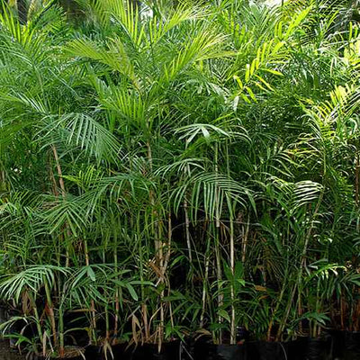 Chamaedorea Seifritzii (Bamboo Palm) [Sz:140MM]