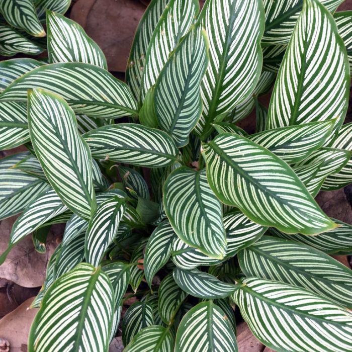 CALATHEA VITTATA