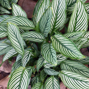 CALATHEA VITTATA [Sz:120MM]