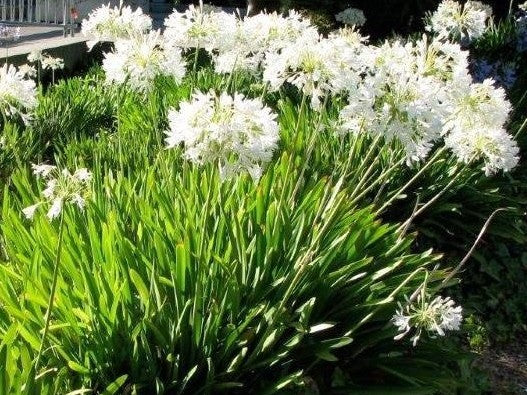 AGAPANTHUS LARGE WHITE 175MM