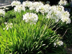 AGAPANTHUS LARGE WHITE [Sz:175MM]