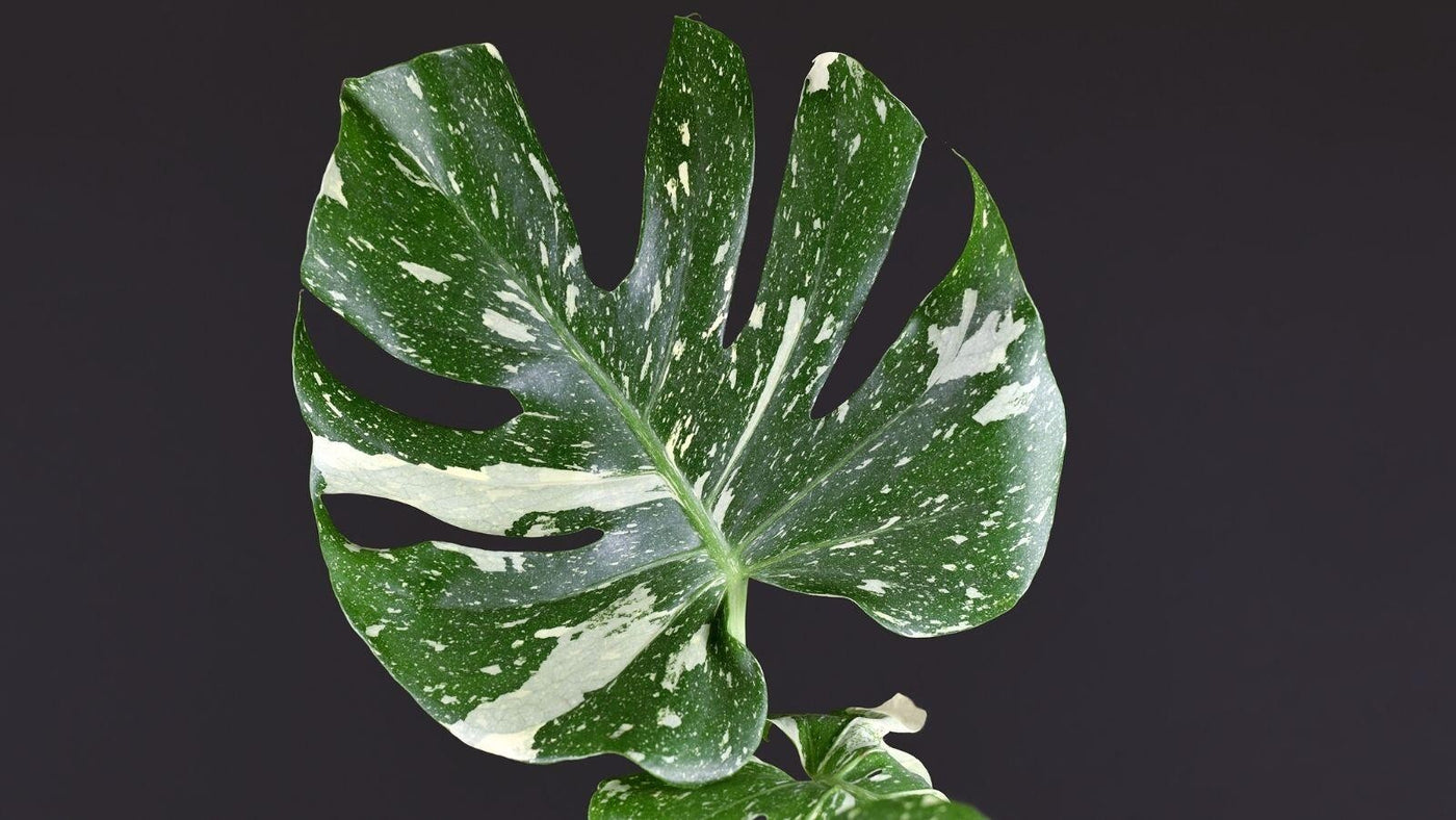 MONSTERA THAI CONSTELLATION 200MM MEDIUM