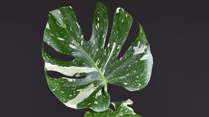MONSTERA THAI CONSTELLATION [Sz:200MM]