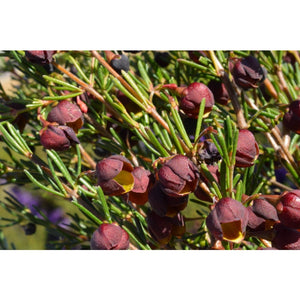 BORONIA HEAVEN SCENT [Sz:175MM]