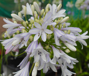AGAPANTHUS - MADISON [Sz:5LT]