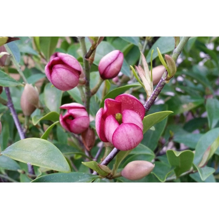 MICHELIA figo 5LT