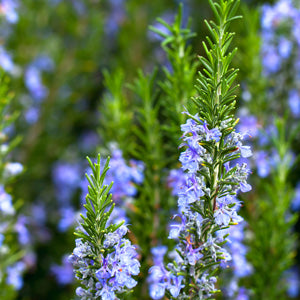 ROSMARINUS TUSCAN BLUE 5LT