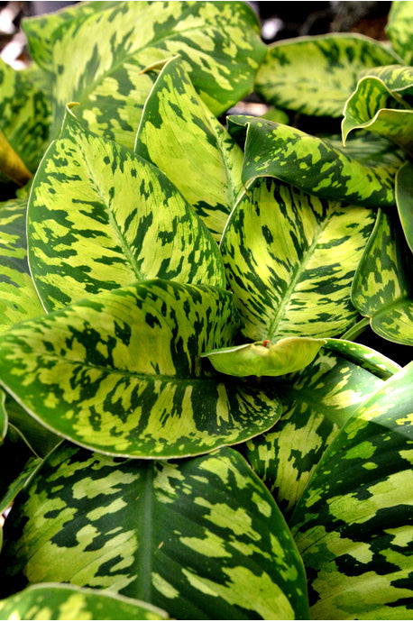 HOMALOMENA CAMOUFLAGE [Sz:130MM]