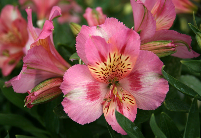 ALSTROMERIA THERESEA