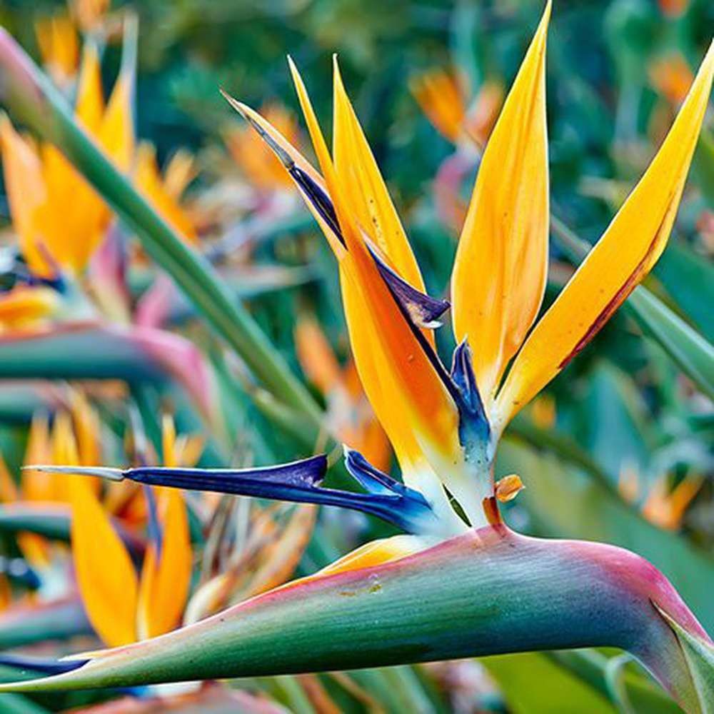Strelitzia reginae
