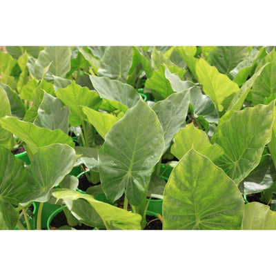 ALOCASIA - MACRORRHIZOS [Sz:250MM]