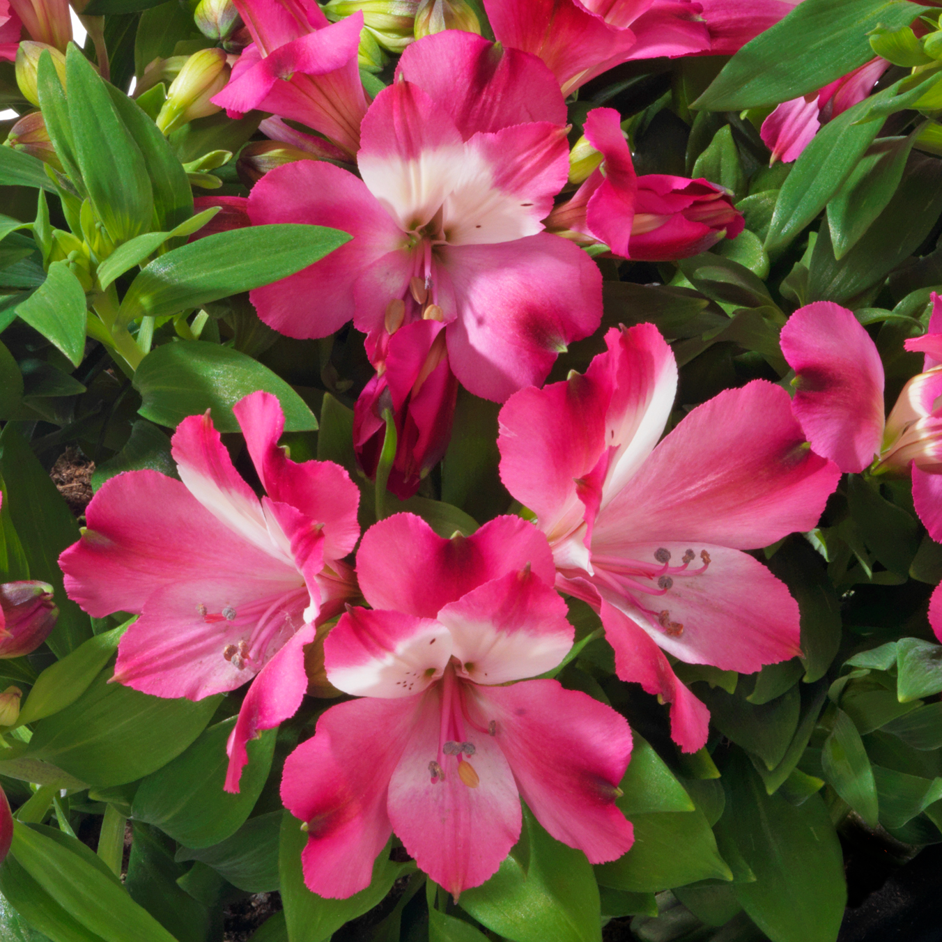 ALSTROEMERIA  INTICANCHA ROMANCE