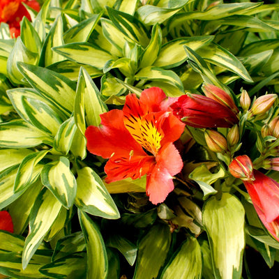 ALSTROEMERIA - LITTLE MISS ZOE