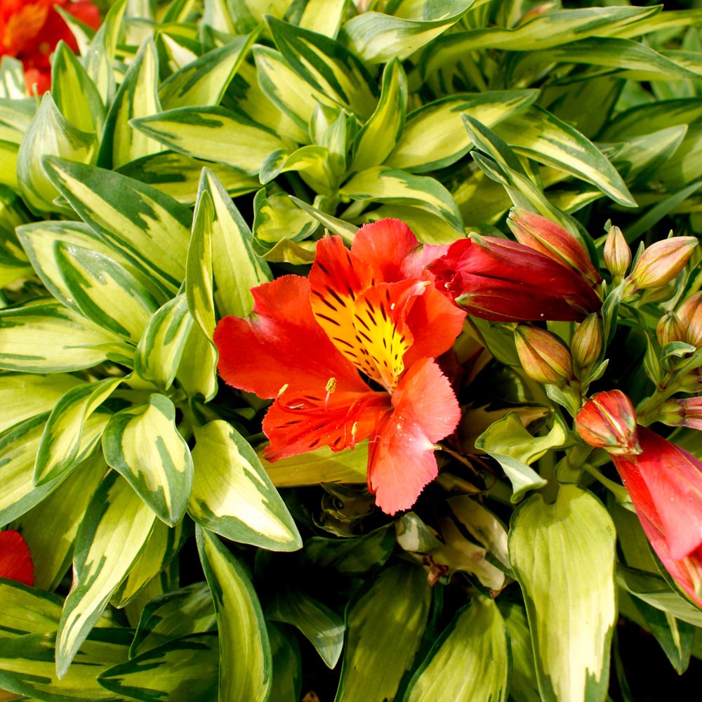 ALSTROEMERIA - LITTLE MISS ZOE
