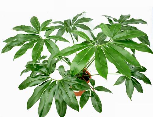 Philodendron GOELDII [Sz:130MM]