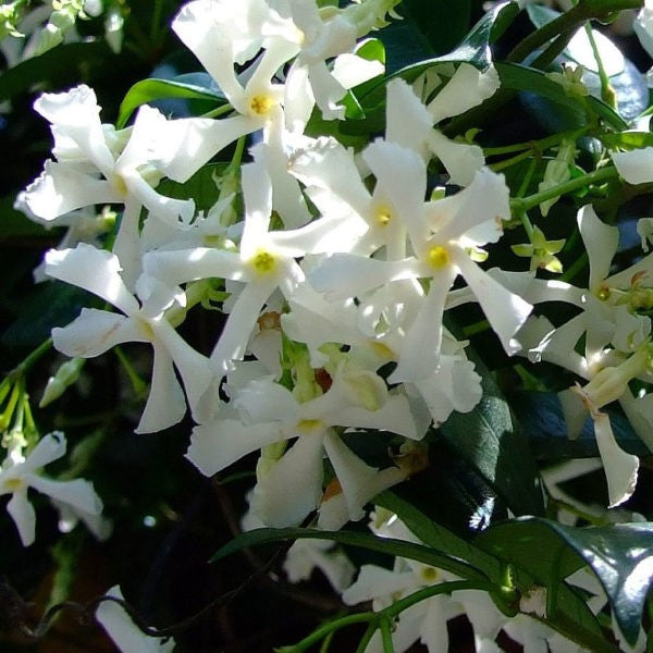 TRACHELOSPERMUM JASMINOIDES – STAR JASMINE 400MM TRIPOD