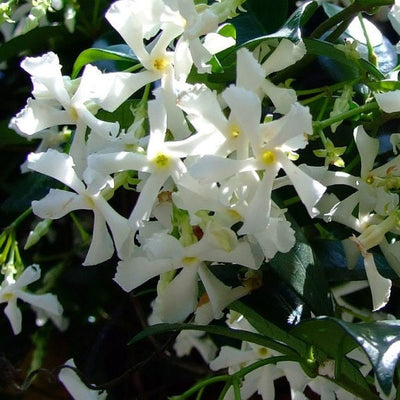 TRACHELOSPERMUM JASMINOIDES – STAR JASMINE 400MM TRIPOD