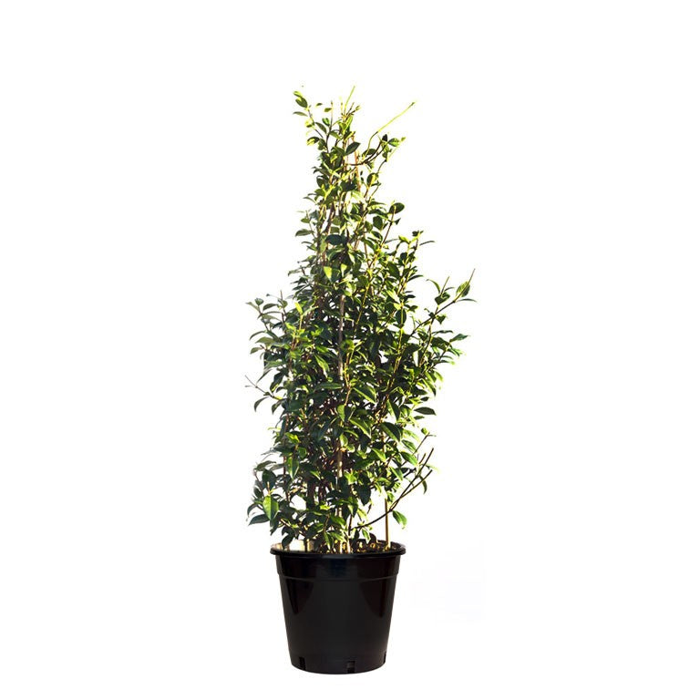 TRACHELOSPERMUM JASMINOIDES – STAR JASMINE 400MM TRIPOD