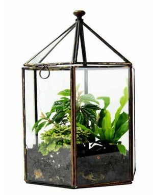 TERRARIUM HEXAGONALWARDIAN CASE 