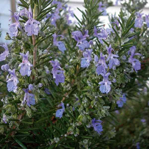 Rosemary Tuscan Blue [Sz:140MM]
