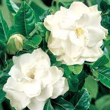 GARDENIA FLORIDA 140MM