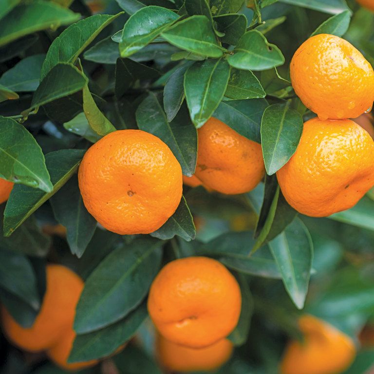 CITRUS RETICULATA - JAPANESE SEEDLESS MANDARIN OKITSU [Sz:175MM]