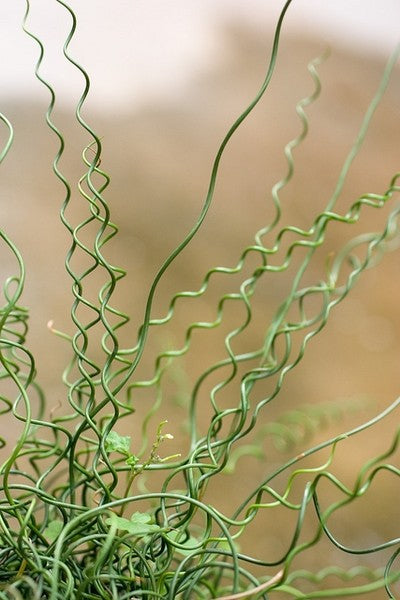 JUNCUS EFFUSUS SPIRALIS 175mm