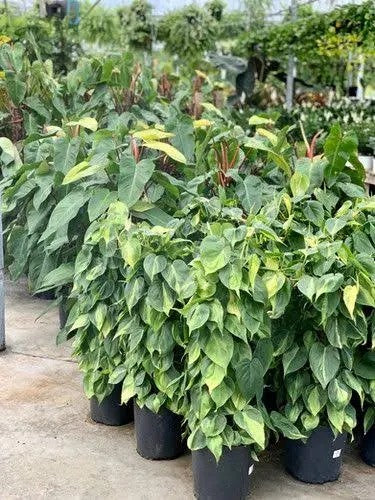 PHILODENDRON BRAZIL [Sz:330MM]
